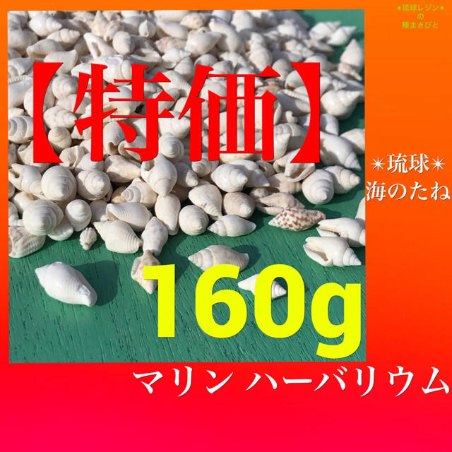 【特価】ホワイトシェル　巻貝　白い小さな貝殻