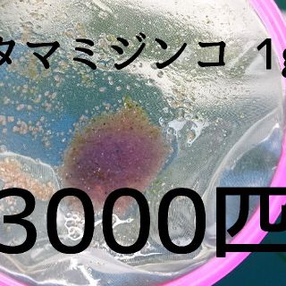 タマミジンコ 1g 3000匹以上 生き餌 えさ メダカ(アクアリウム)
