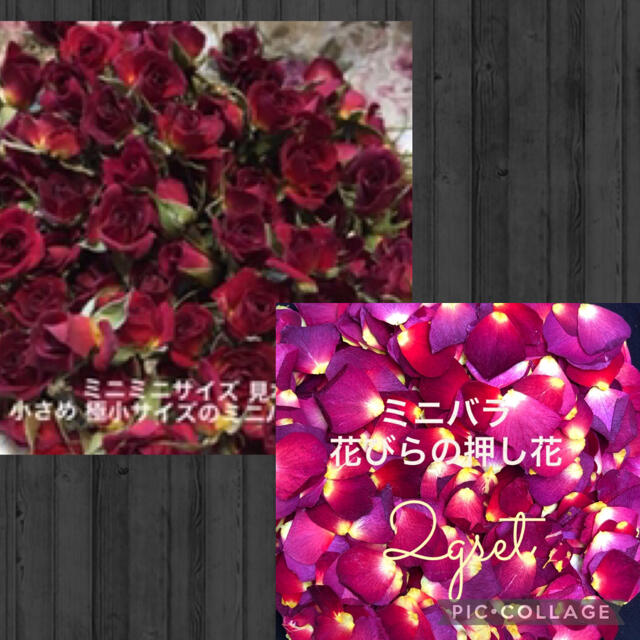 rafu様専用★ミニミニ薔薇20輪セット＋おまけ2輪付き&花びらの押し花2g ハンドメイドのフラワー/ガーデン(ドライフラワー)の商品写真