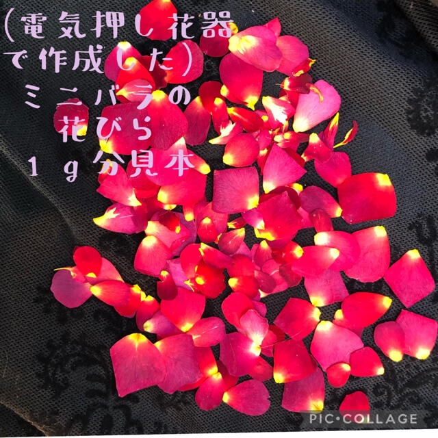 rafu様専用★ミニミニ薔薇20輪セット＋おまけ2輪付き&花びらの押し花2g ハンドメイドのフラワー/ガーデン(ドライフラワー)の商品写真