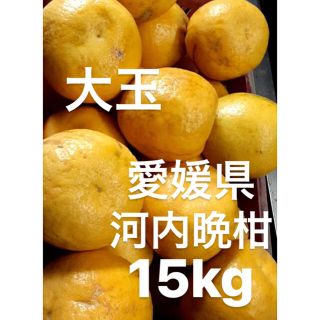 愛媛県　宇和ゴールド　河内晩柑　15kg(フルーツ)