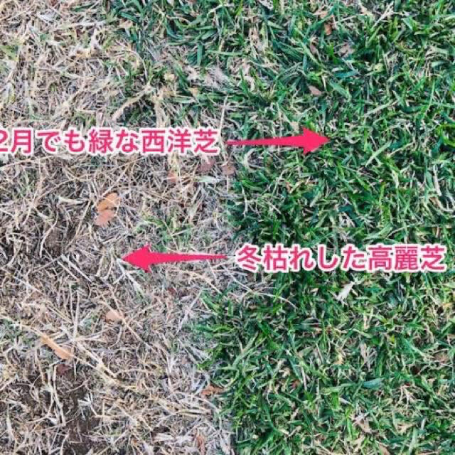 【説明書つき】高級芝生の種。お試し価格！20g（0.4平米) 冬でも青い西洋芝生 ハンドメイドのフラワー/ガーデン(その他)の商品写真