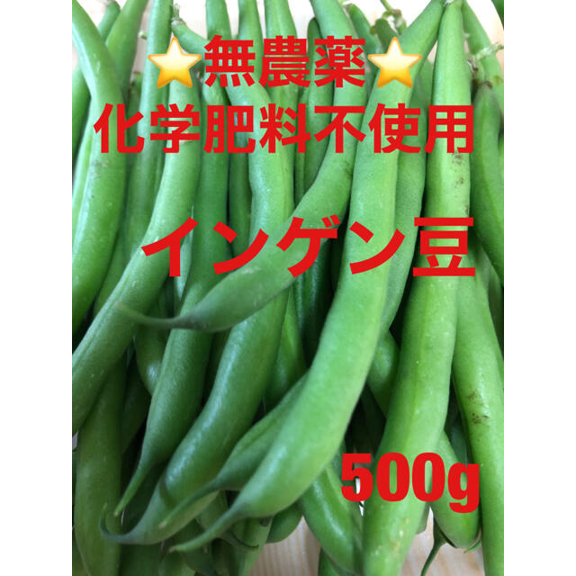 ⭐︎無農薬⭐︎インゲン豆　500g 食品/飲料/酒の食品(野菜)の商品写真