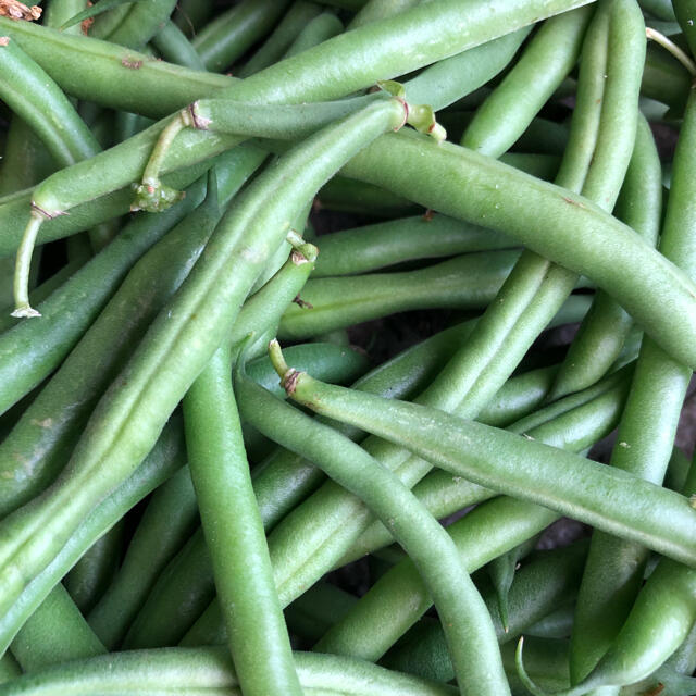 ⭐︎無農薬⭐︎インゲン豆　500g 食品/飲料/酒の食品(野菜)の商品写真