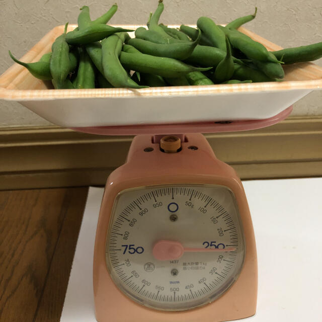 ⭐︎無農薬⭐︎インゲン豆　500g 食品/飲料/酒の食品(野菜)の商品写真