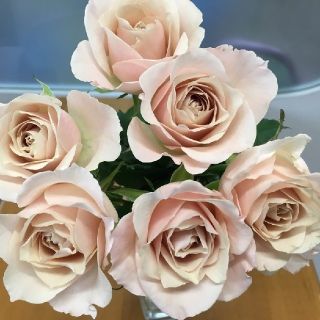 薔薇🌹『アティレ・パルモード』🌹挿し木苗(その他)