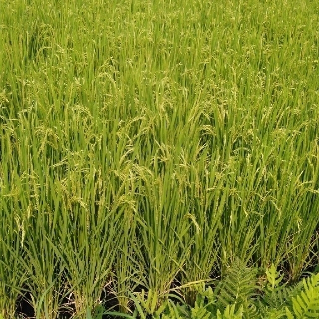 令和2年産栃木県特一等米コシヒカリ15キロ玄米無農薬にて作ったお米です。米/穀物