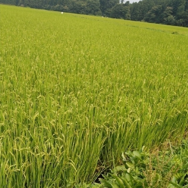 令和2年産栃木県特一等米コシヒカリ玄米30キロ無農薬にて、作ったお米です!!