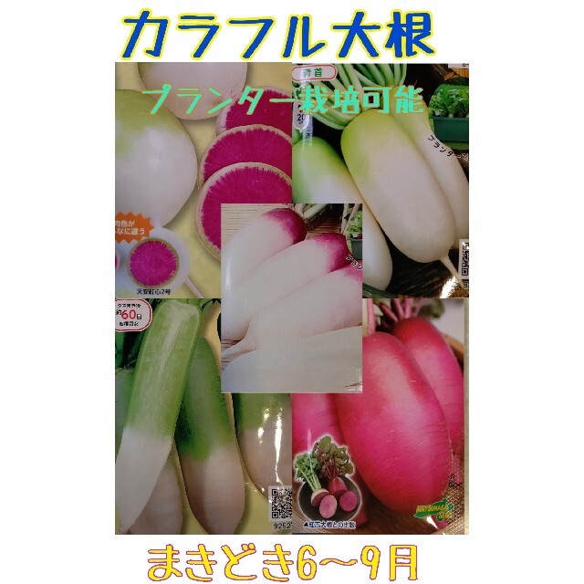 カラフル大根 野菜種 家庭菜園 プランター ダイコン 食品/飲料/酒の食品(野菜)の商品写真