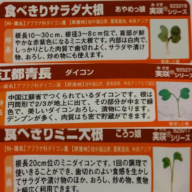 カラフル大根 野菜種 家庭菜園 プランター ダイコン 食品/飲料/酒の食品(野菜)の商品写真