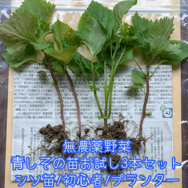 大葉 大葉の苗 しそ苗 青紫蘇 幼苗50株 無農薬 野菜 | dretiennemaritz.co.za