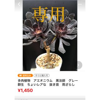 多肉植物　⭐︎専用⭐︎ アエオニウム　抜き苗　6点　おまとめ(その他)