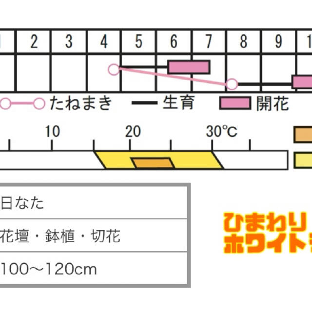 ダブルクリック　＆　オレンジキャンパス　セット ハンドメイドのフラワー/ガーデン(その他)の商品写真