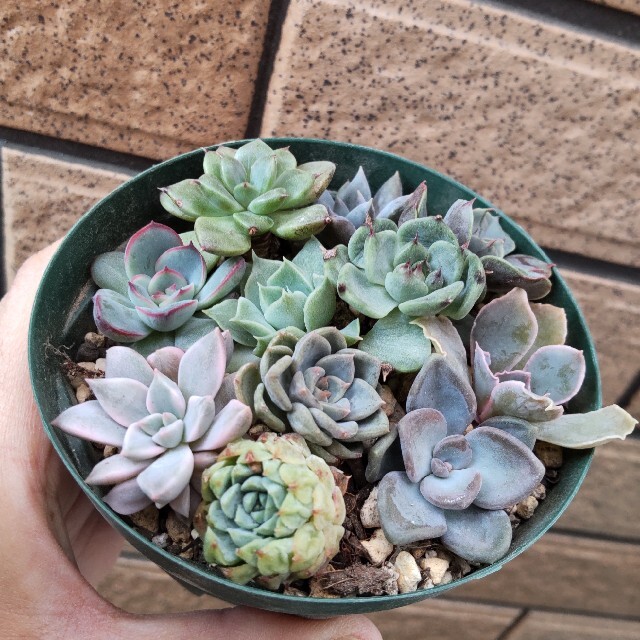 ❤︎多肉植物　カット苗小苗set❤︎