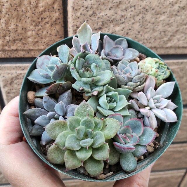 本物保証! 多肉植物 小苗セット ecousarecycling.com