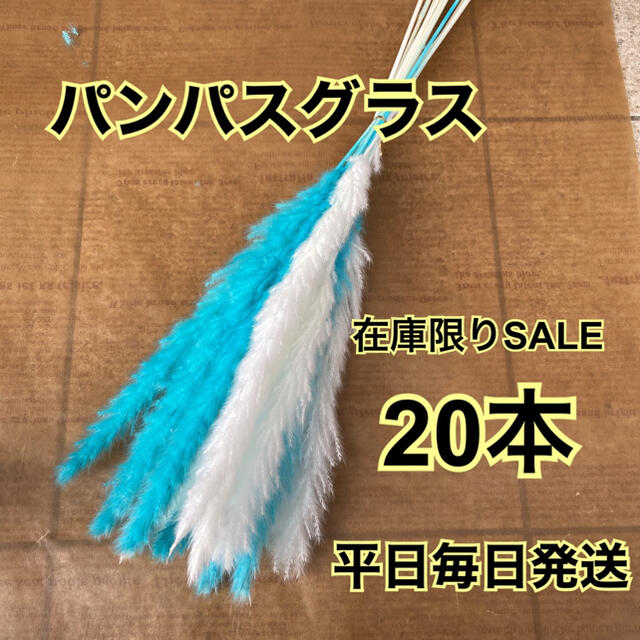 SALE スカイブルー&ホワイトパンパスグラス20本 ハンドメイドのフラワー/ガーデン(ドライフラワー)の商品写真