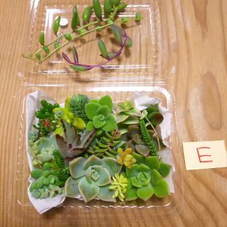 【Ｅ】多肉植物 寄せ植え 用  カット苗 (その他)