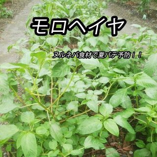 送料無料*静岡県産*無農薬*モロヘイヤ*ネコポスいっぱい*農家直送(野菜)