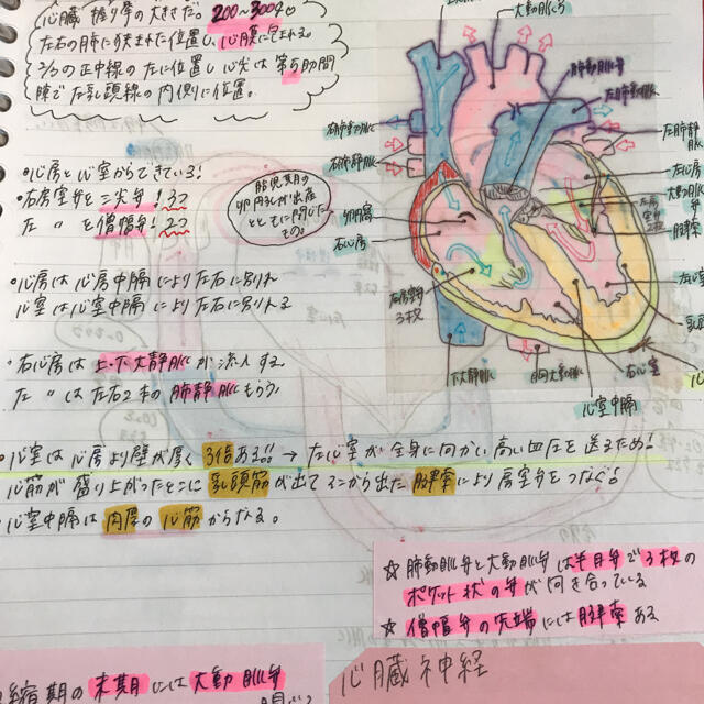 大好評！！看護学生　看護手書きノート　解剖需要症状