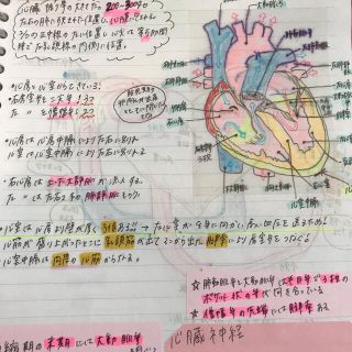 大好評！！看護学生　看護手書きノート　解剖需要症状(その他)