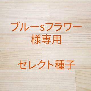 ブルーsフラワー様専用　セレクト種子　2袋(野菜)