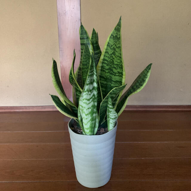 サンスベリア 5号鉢 空気清浄 植木 虎の尾の通販 By フラワーヴィレッジ S Shop ラクマ サンスベリア 5号鉢 空気清浄 植木 虎の尾の通販 By フラワーヴィレッジ S Shop ラクマ
