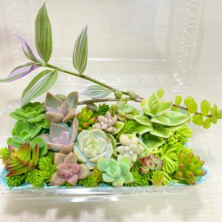 ＊ 多肉植物　16種セット ＊   レア品種ファイヤーピラー入り♡(その他)