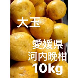 愛媛県　宇和ゴールド　河内晩柑　10kg(フルーツ)