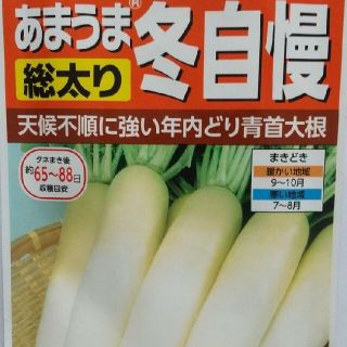 野菜の種      青首大根(野菜)