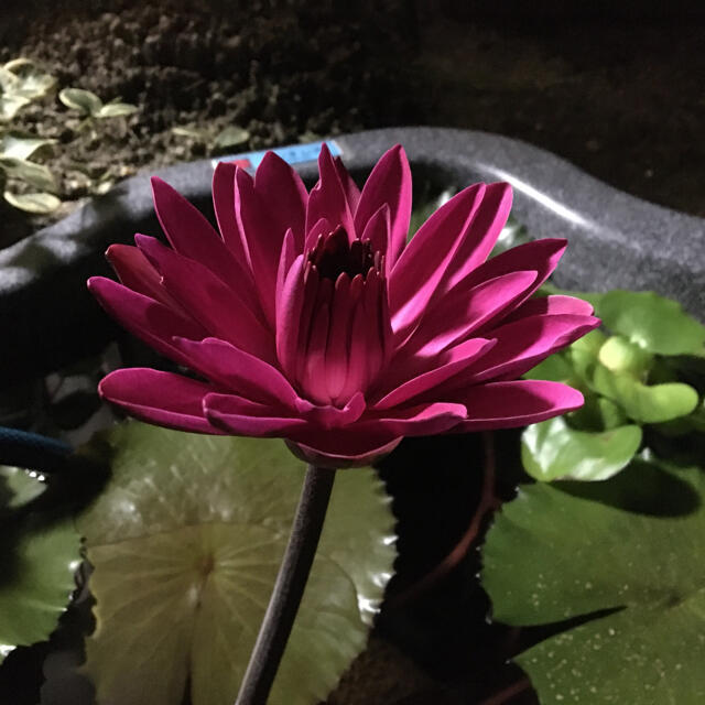 熱帯性睡蓮　アンタレス　夜咲種　球根苗 ハンドメイドのフラワー/ガーデン(その他)の商品写真