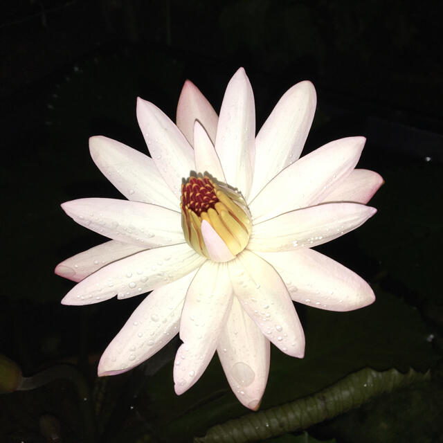 熱帯性睡蓮　テキサス・シェルピンク　夜咲き　球根苗 ハンドメイドのフラワー/ガーデン(その他)の商品写真