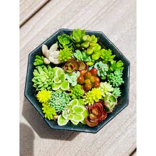 多肉植物　セダム　カット苗　多種詰め合わせ(その他)