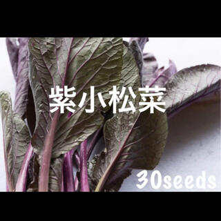 レア！　まき時！　紫小松菜　種30粒(野菜)