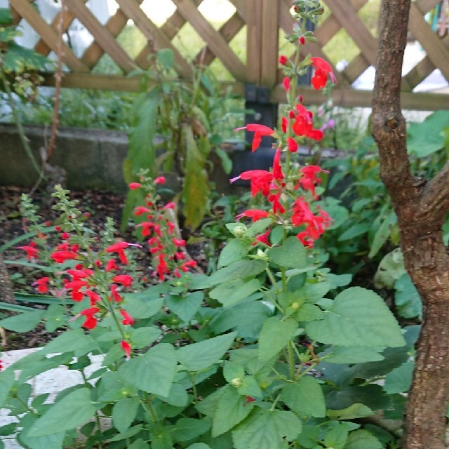 プープロフを読んで下さい様  専用  花種   サルビアコクシネア  4色 ハンドメイドのフラワー/ガーデン(その他)の商品写真