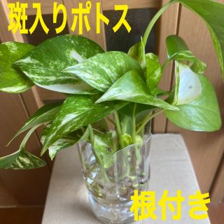 観葉植物 斑入りポトス 根付き 5本(プランター)