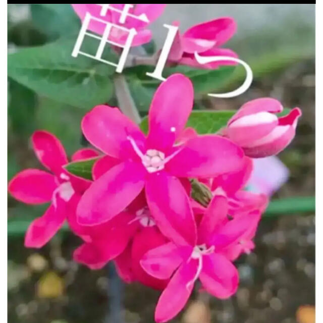 Lu lu様用　超レア　ピンク　オキシペタラム   ポット苗 ハンドメイドのフラワー/ガーデン(プランター)の商品写真