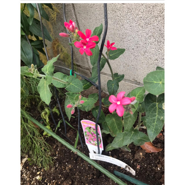 Lu lu様用　超レア　ピンク　オキシペタラム   ポット苗 ハンドメイドのフラワー/ガーデン(プランター)の商品写真
