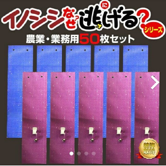 イノシシ撃退！イノシシなぜ逃げる 農業、業務用50枚セット