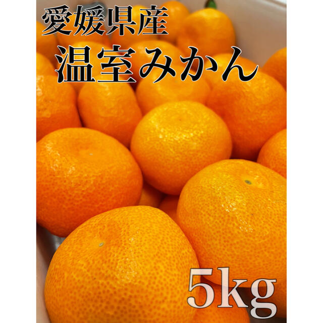 ついに入荷！！愛媛県産【ハウスみかん】Lサイズ　38玉前後  5kg！ 食品/飲料/酒の食品(フルーツ)の商品写真