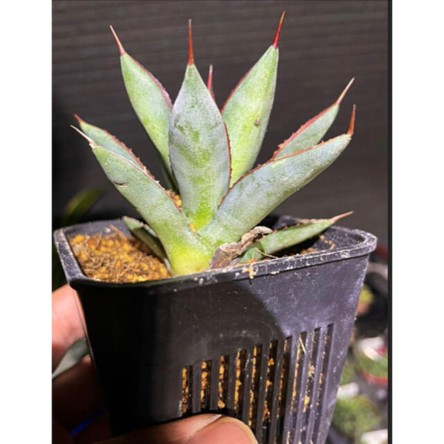 ✳️輸入株❗️Agave'Burnt Burgundy'バーントバーガンディ✳️ インテリア/住まい/日用品のインテリア/住まい/日用品 その他(その他)の商品写真