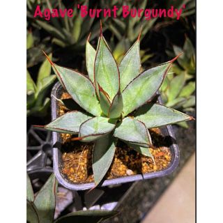 ✳️輸入株❗️Agave'Burnt Burgundy'バーントバーガンディ✳️(その他)