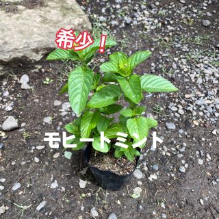 希少種❗️モヒートミント　根付き苗(その他)