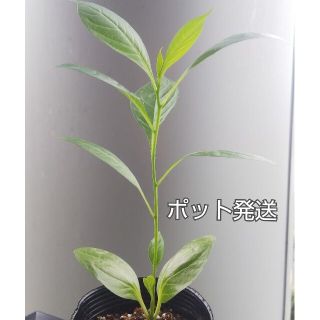 バオバブ 種の通販 1 000点以上 フリマアプリ ラクマ バオバブ 種の通販 1 000点以上 フリマアプリ ラクマ