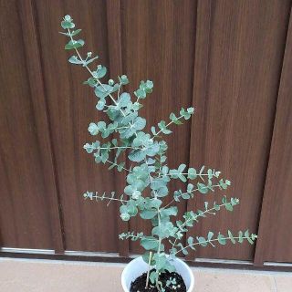 ユーカリ　クルセアナ　鉢植え　観葉植物　シンボルツリーに♪　希少　レア　苗　苗木(プランター)