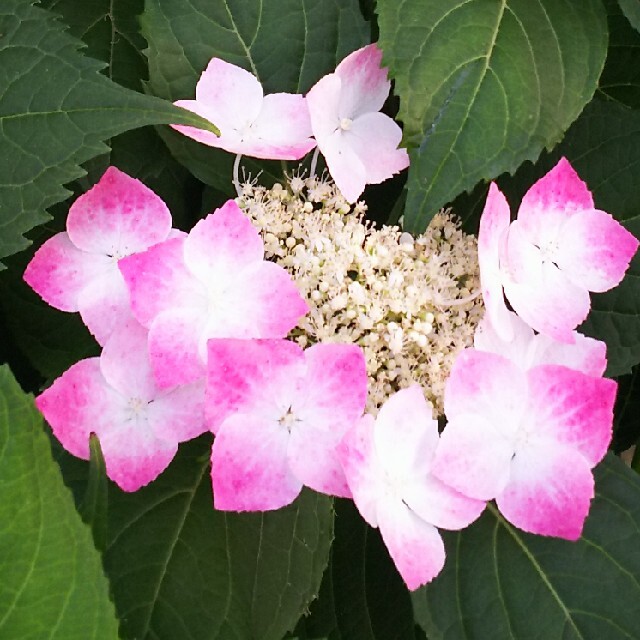 額紫陽花  白→ピンク 挿し穂  3本 ハンドメイドのフラワー/ガーデン(その他)の商品写真