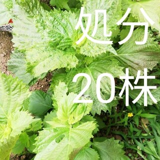 大葉苗20株(野菜)