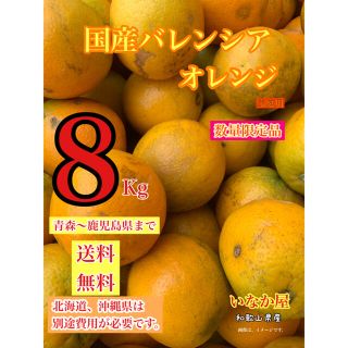 バレンシア  オレンジ　家庭用　セール　早い者勝ち　残り1点(フルーツ)