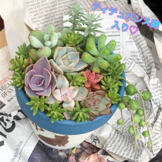 多肉植物☆寄せ植えセット☆カット苗 ティテュバンス錦入り‼️(その他)