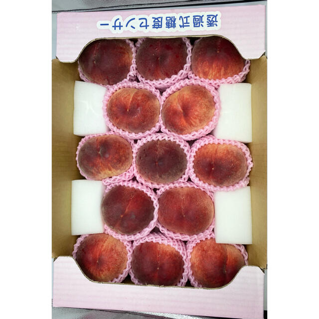 緊急値下げ 訳あり特価 サントリー 特茶 500ml(特保)2箱(計48本)
