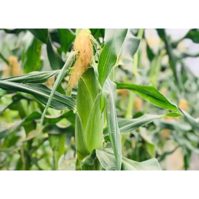 採りたて新鮮✧*。旬野菜の詰め合わせ　60size 野菜セット　無農薬 食品/飲料/酒の食品(野菜)の商品写真